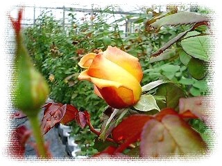 つぼみ