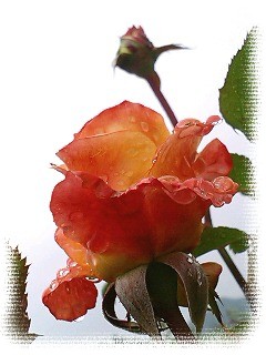 雨空と薔薇